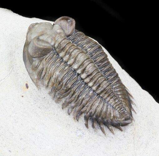 Bug-Eyed Coltraneia Trilobite - Beautiful Shell #31038